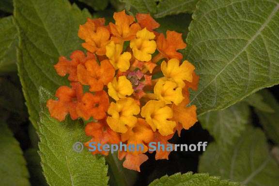 lantana camara 1 graphic